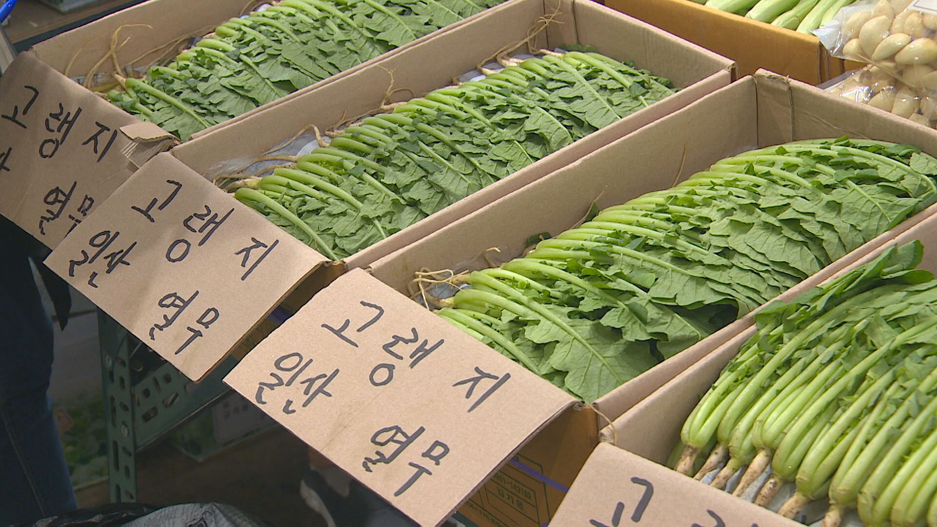 장마철 채솟값 ‘금값’…소비자 지갑 ‘꽁꽁’