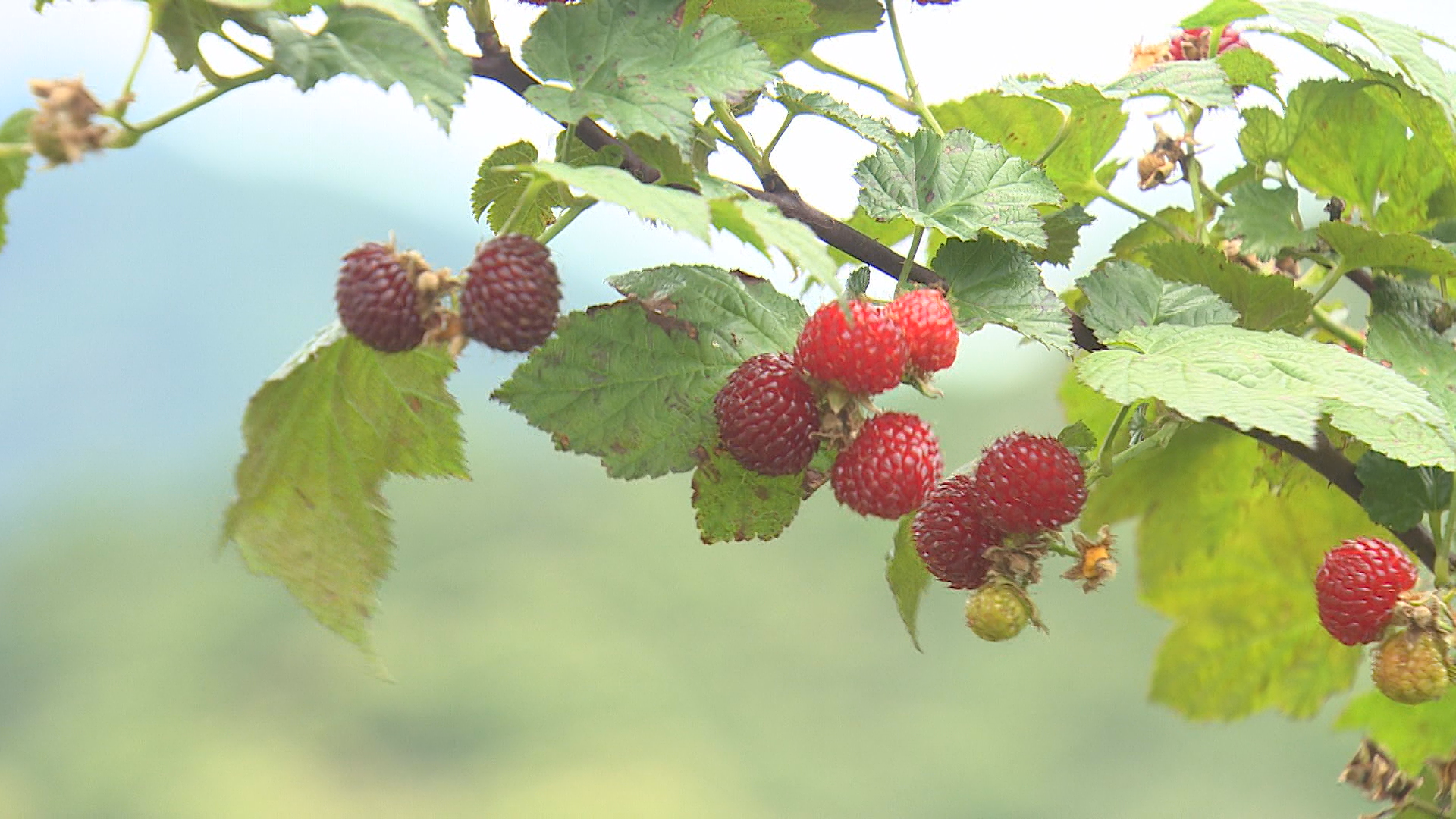 전남 산딸기 재배 농가↑…가격 안정성 ‘과제’