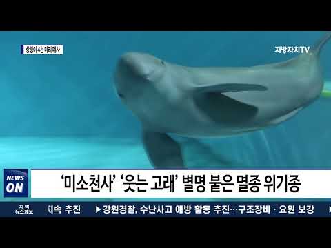 ‘미소천사’ 상괭이 5년 간 4천 마리 폐사