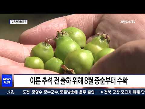 9월 초 이른 추석…나주배 농가 ‘분주’