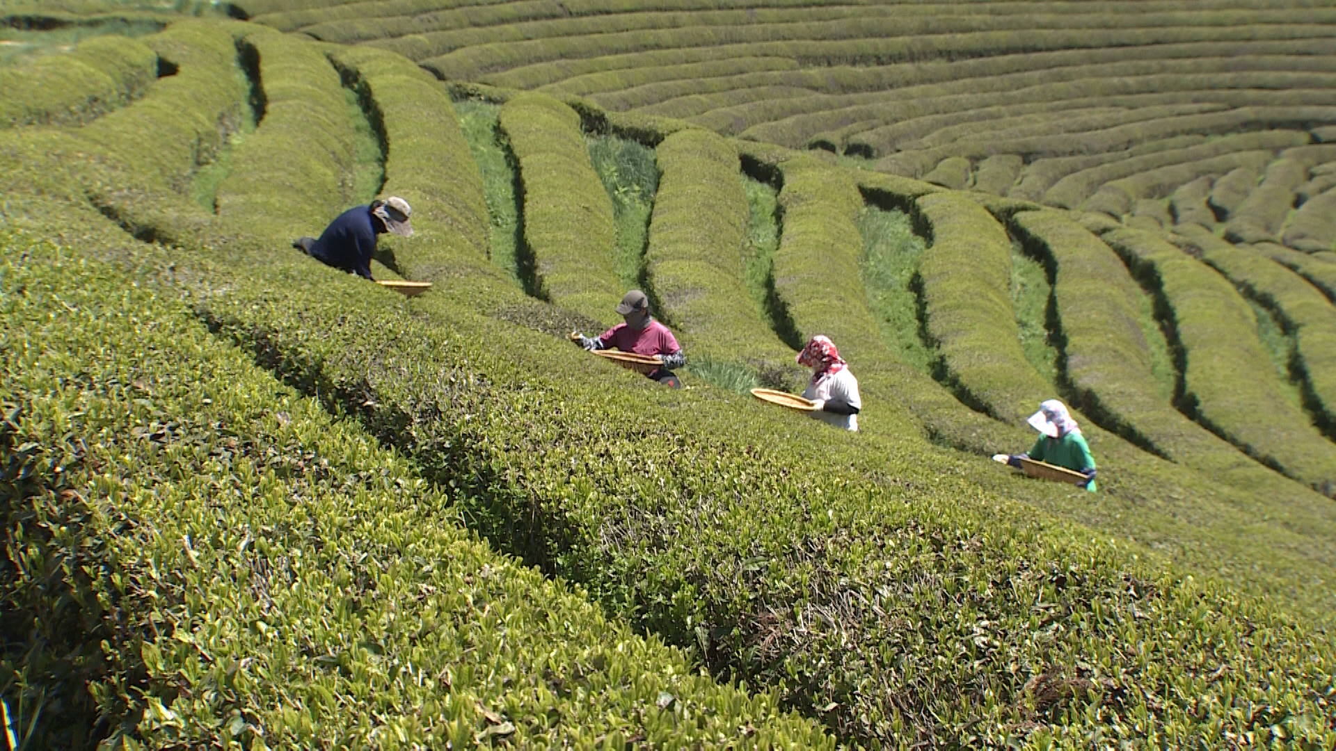 ‘세계차엑스포’ 3년 만에 개막…체험 ‘풍성’