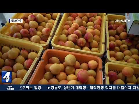 자두맛·살구맛 나는 ‘플럼코트’ 수확