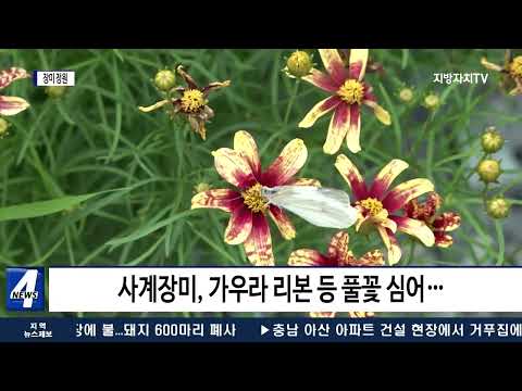 마포구, 장미와 풀꽃이 어우러진 ‘장미정원’ 조성