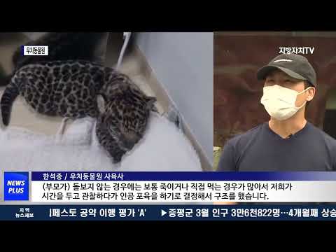 “사육사 품에서 자랐어요”...재규어 ‘덕선’ 공개