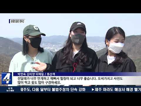 분홍빛 물든 영취산…남도 봄꽃 절정