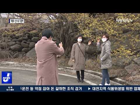 ‘매화·산수유’ 활짝…축제 취소에도 ‘북적’