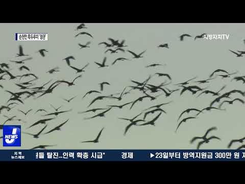 겨울진객 순천만 흑두루미 장관…역대 최고치
