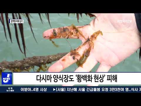 남해안 ‘황백화’ 현상…양식장 피해 심각