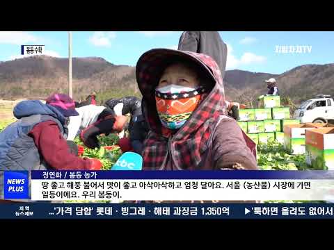 '봄 내음 가득' 제철 맞은 봄동 수확 한창
