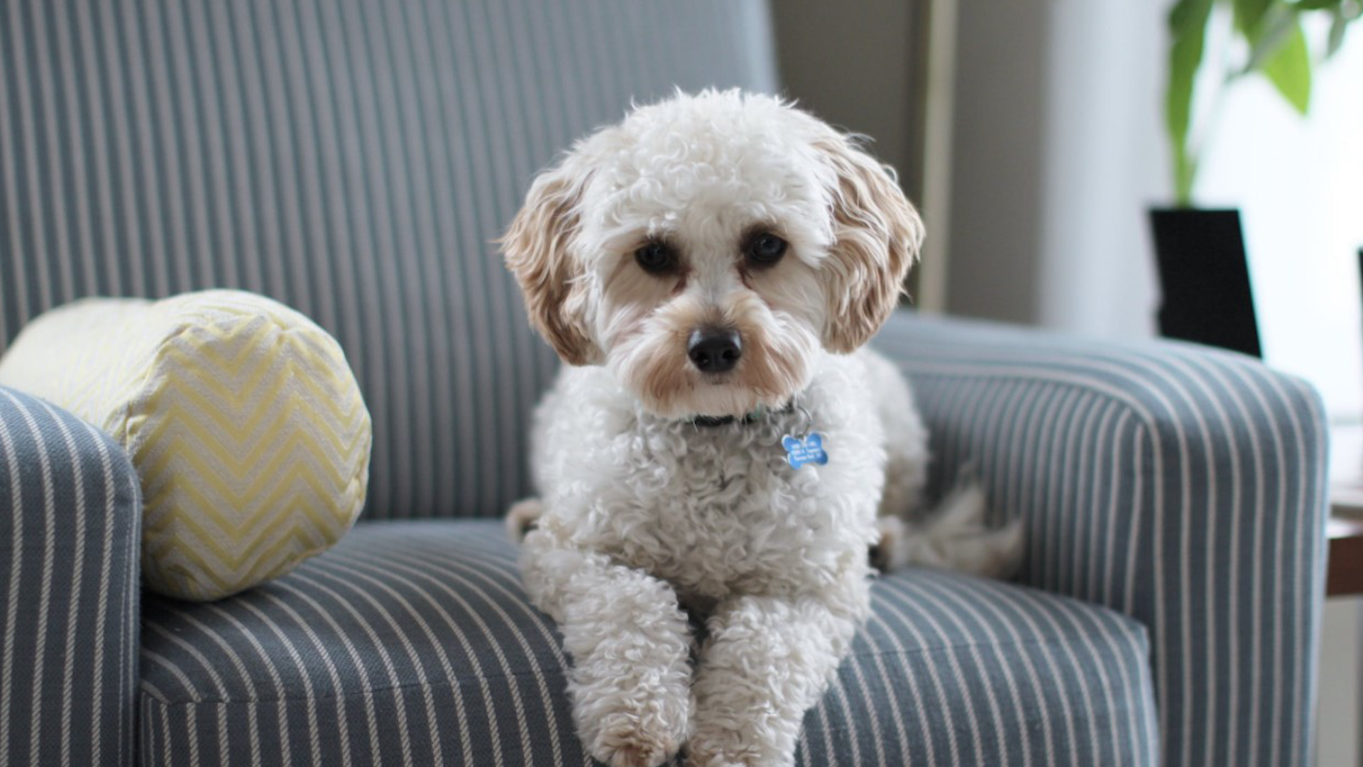 ‘반려동물 상실 증후군’ 가장 좋은 평가 받아