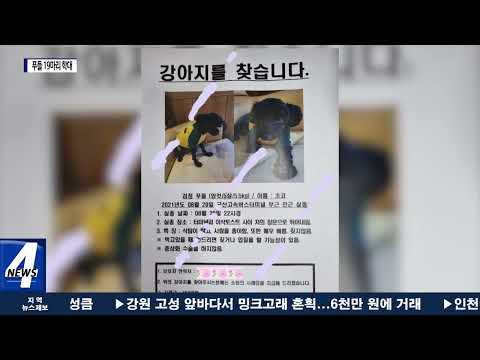 푸들 19마리 입양해 학대하고 죽인 남성 체포