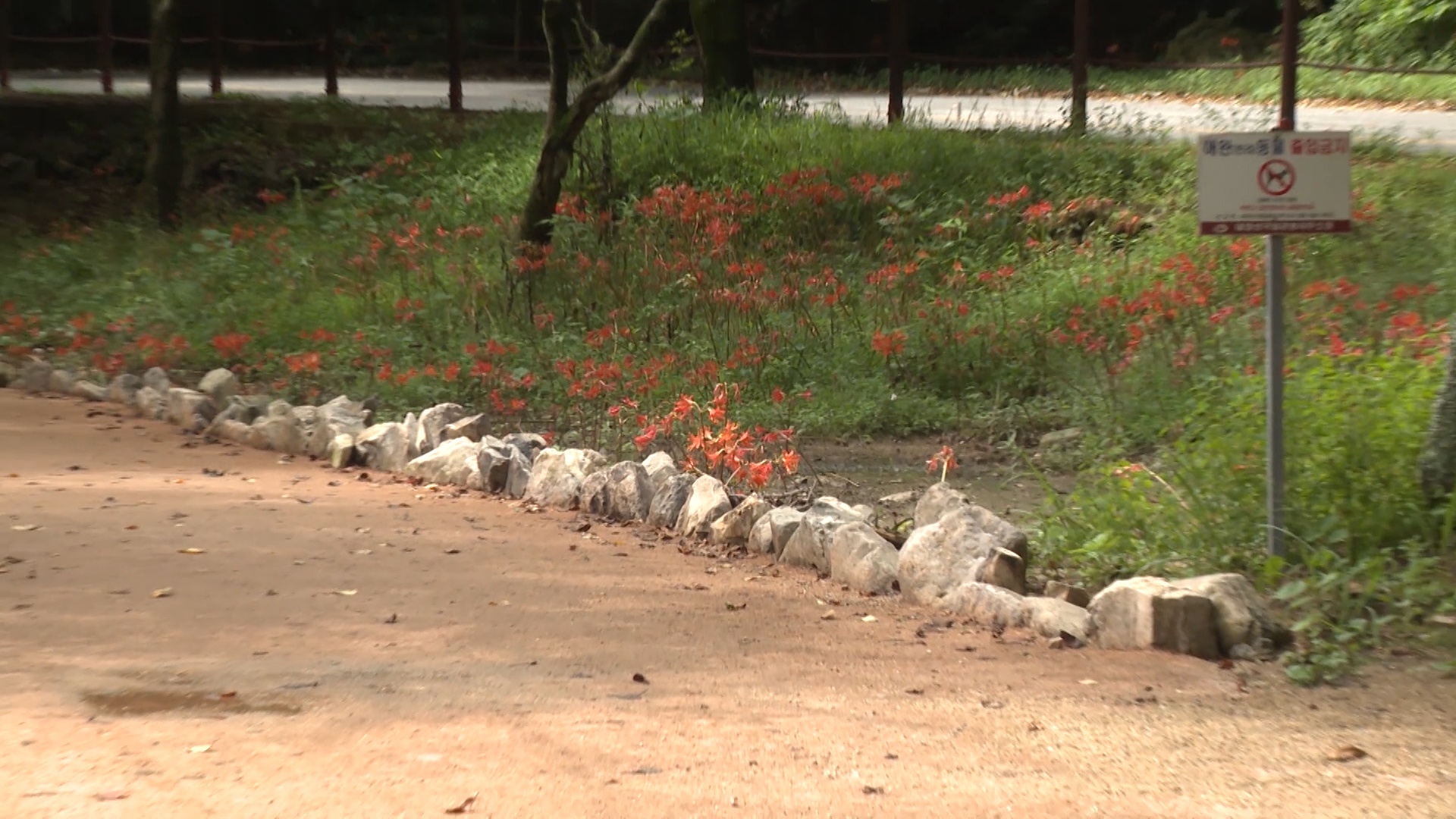 정읍시, ‘우드칩 황토길’ 조성