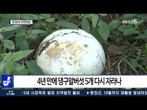 장성서 ‘댕구알버섯’ 5개 발견…관심