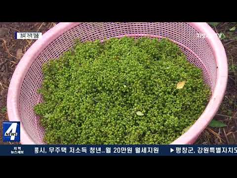 광양 백운산 ‘초피’ 인기…가격 ‘껑충’