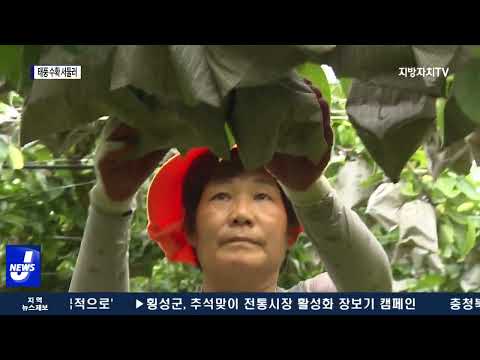 추석 앞두고 태풍 소식에 과일 수확 서둘러