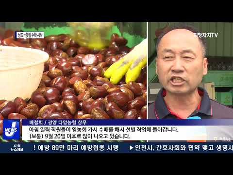 남도 햇밤 수확 시작…“가을이 왔네요”