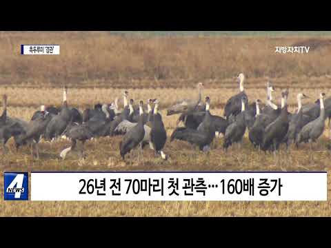 순천만 ‘흑두루미’ 1만여 마리…장관 연출