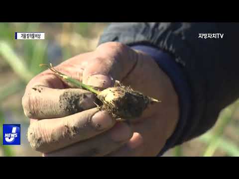 가뭄으로 배추·마늘 등 겨울 밭작물 비상