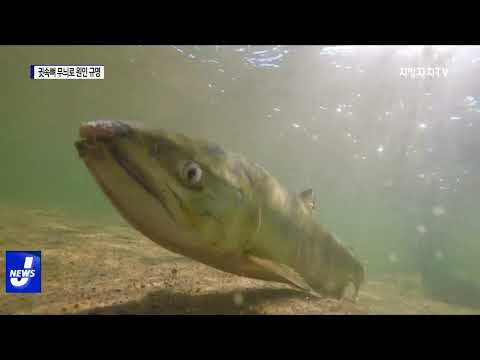 회귀량 감소한 연어…“원인 찾는다”