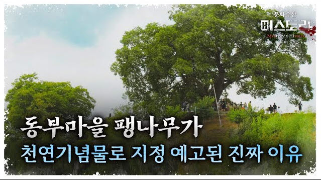 하루 방문자만 2천 명! 팽나무엔 어떤 사연이?