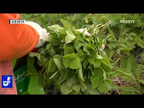 횡성군, 임산물 불법 채취 단속