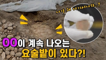 평창 청동기 유물 발굴