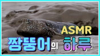 신안갯벌 1hours Relaxing ASMR