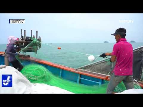 제철 맞은 신안 병어…가격 고공행진