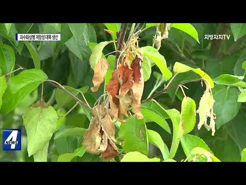 충북도, 과수화상병 저항성 대목 생산