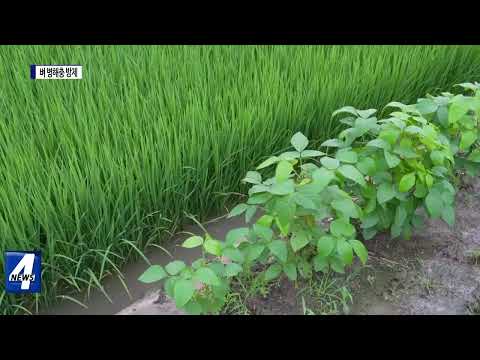 횡성군농업기술센터, 이삭거름 살포 당부