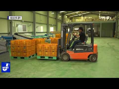 포항시, 죽장 상옥 토마토 첫 출하