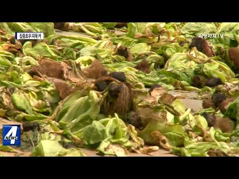 충북 집중호우로 가축 폐사 잇따라…