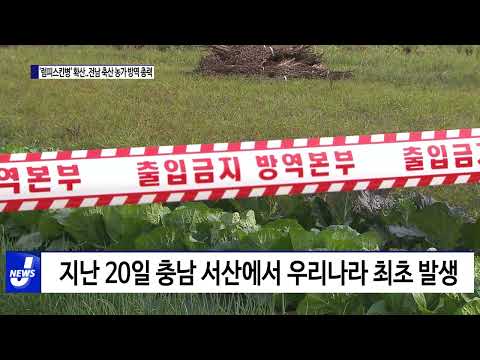 '럼피스킨병' 확산..전남 축산 농가 방역 총력