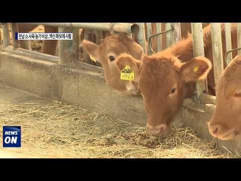전남, 럼피스킨병으로 소 사육 농가 비상