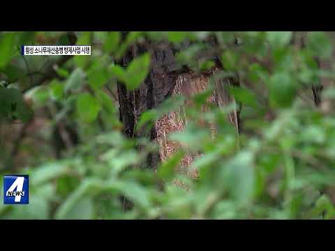 횡성군, 소나무재선충병 방제사업 시행