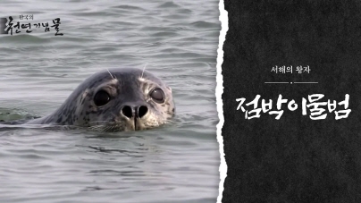 서해의 왕자, 점박이물범