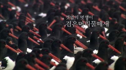 갯벌의 멋쟁이, 검은머리물떼새