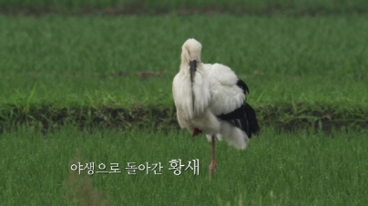 야생으로 돌아간 황새