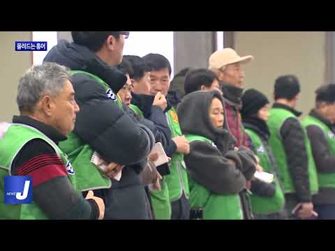 신안 지도에 홍어 풍년..위판 진풍경