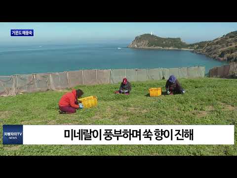 여수시, 거문도 해풍쑥 출하 시작