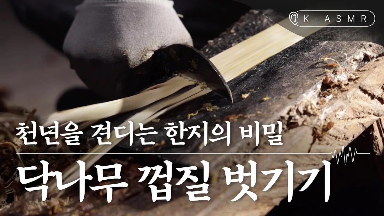 한지장 닥나무 껍질 벗기기