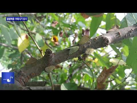 충북도, 돌발해충 전년도와 부화시기 유사