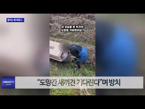 “유기견 보호한다더니…”동물단체 거짓말 ‘공방’