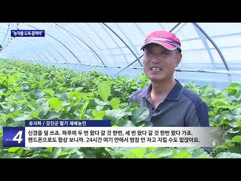 강진군 “농작물 도둑 꼼짝마”…CCTV로 지킨다