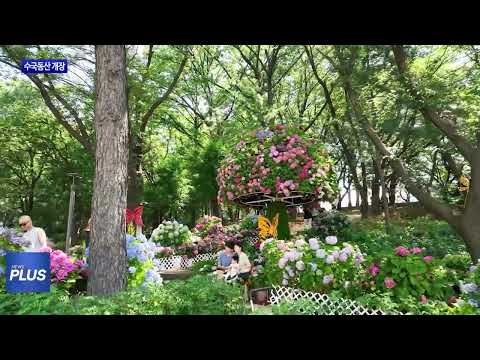노원구 수국동산, ‘힐링 명소’ 재탄생