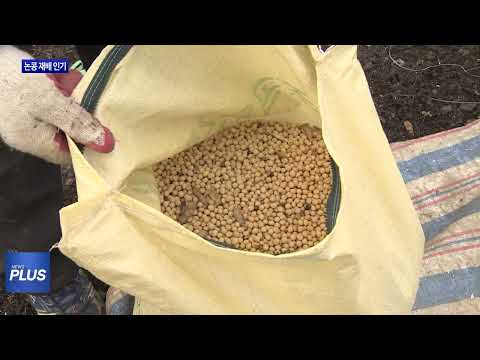 “논에서 콩 재배 ‘인기’”…소득 높아
