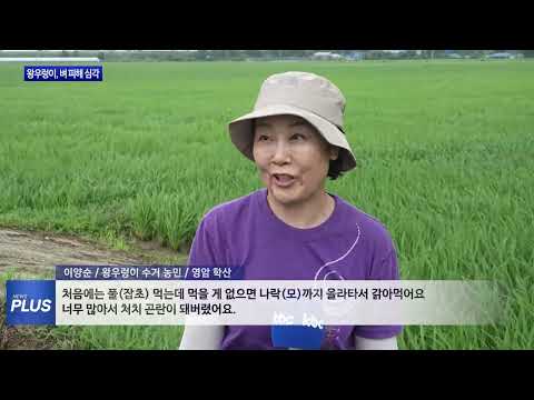 왕우렁이, 어린 모 갉아먹어…피해 커