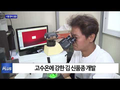 고수온에 강한 ‘김’ 신품종 개발