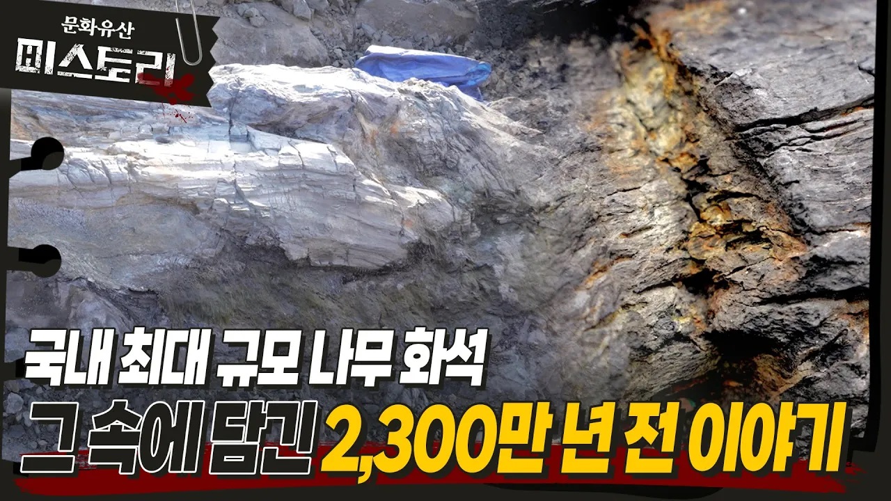 포항이 품은 2천만 년 전 보물?!