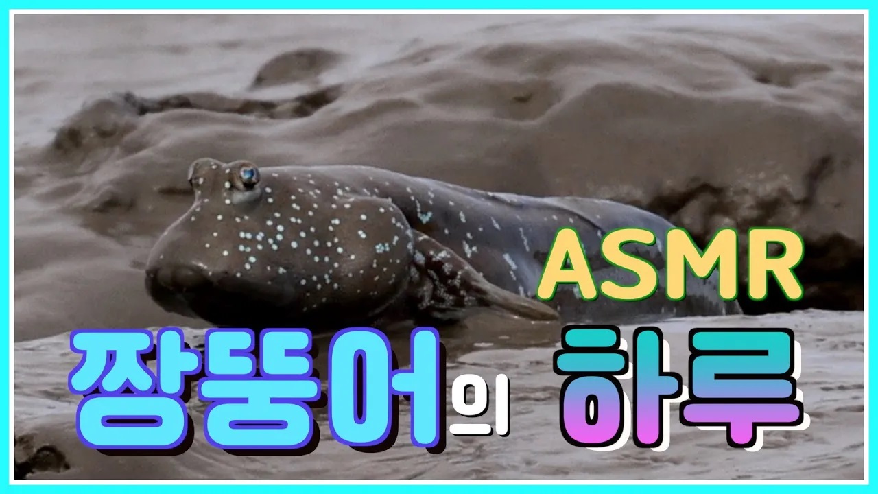 신안갯벌 1hours Relaxing ASMR